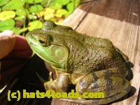 /home//u458753944/public_html/sourcegallery/////////////////////Frogs/More bullfrogs/DSCN5492.JPG